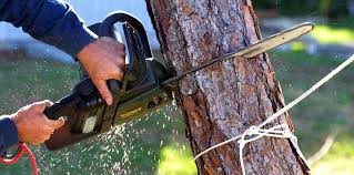 Best Tree Health Inspection  in Tahoka, TX