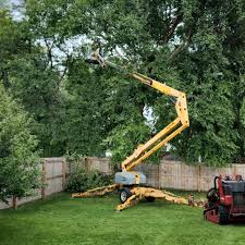 Best Root Management and Removal  in Tahoka, TX