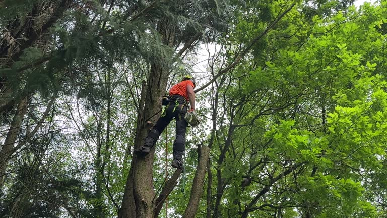 Best Storm Damage Tree Cleanup  in Tahoka, TX