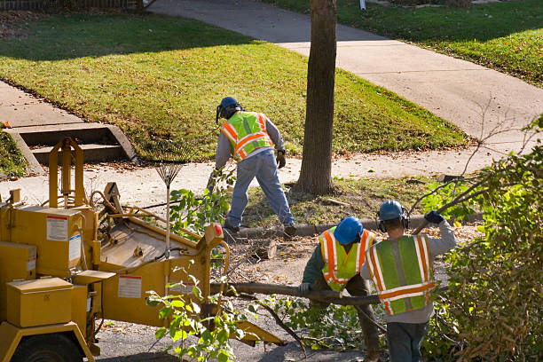 Tahoka, TX  Tree Services Company