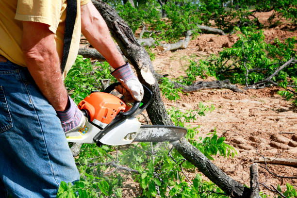 Best Seasonal Cleanup (Spring/Fall)  in Tahoka, TX